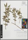 Foto von Salix alba subsp. vitellina (L.) Arcang.